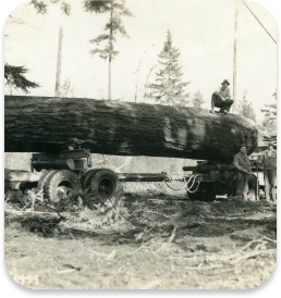 Logging
